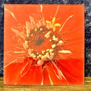 Girasole Phototile “Red Zinnia Crown” Glass‎ Phototile Signed by Artist Vibrant